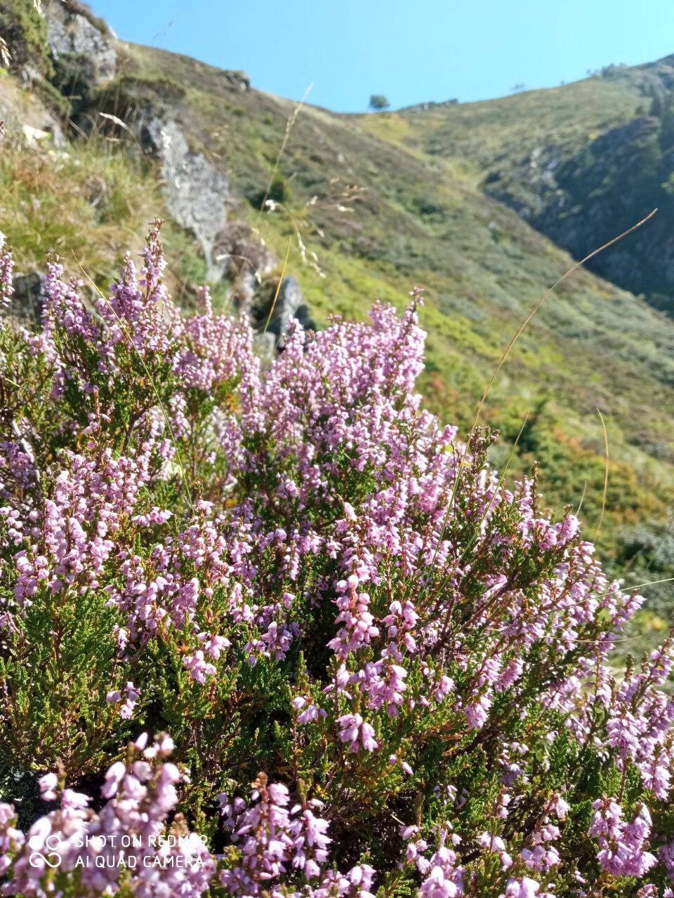 Bruyère | Calluna Vulgaris Séchée, Biologique