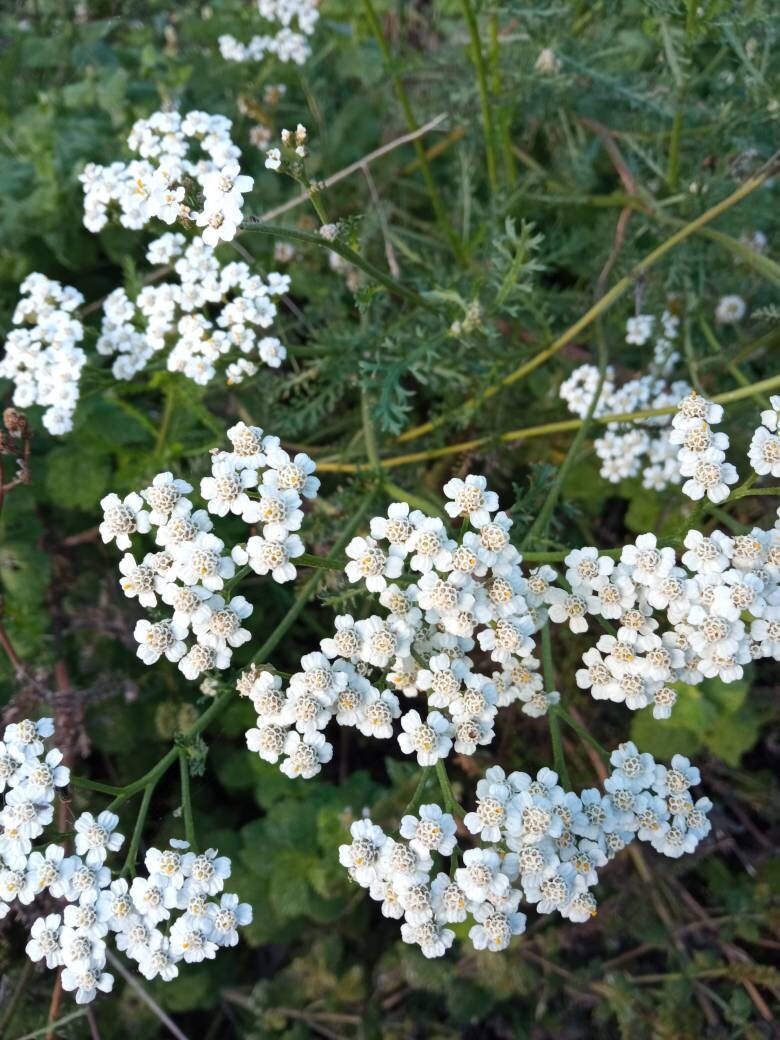 Achillée Millefeuille | Achillea Millefolium Séchée, Biologique