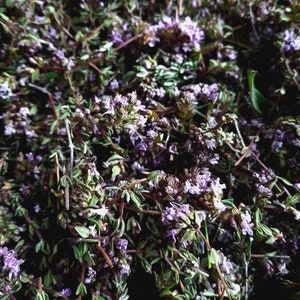 Thymian (Thymus vulgaris) in Blüte, wild, biologisch, getrocknet