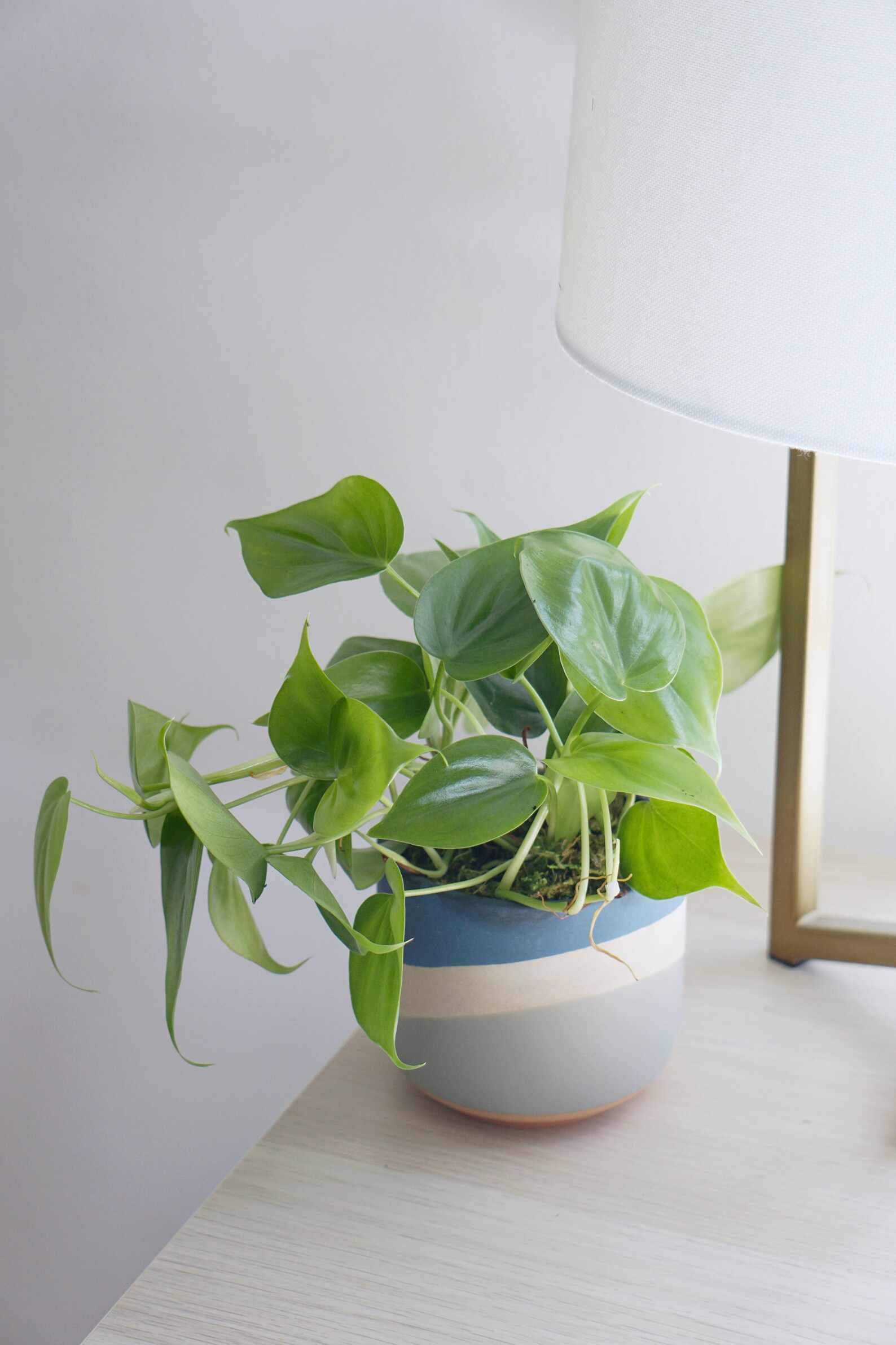 The Leo Golden Pothos/ Philodendron Etsy