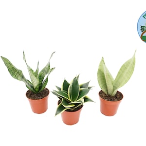 Snake Plant Combo  - 4''  from Philo Tropicals