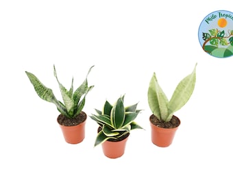 Snake Plant Combo  - 4&#39;&#39;  from Philo Tropicals