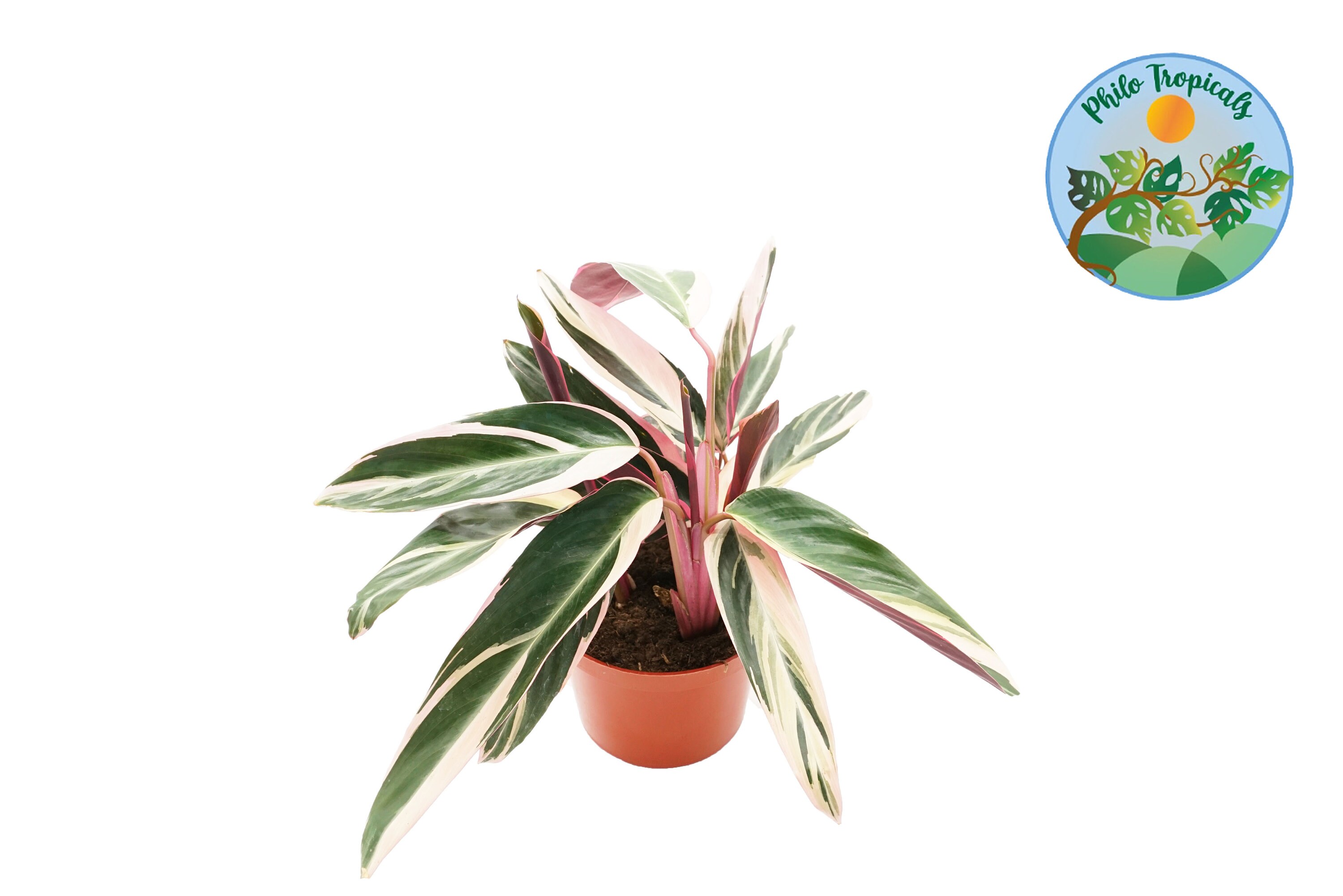 calathea white fusion giftig Buy Calathea White Fusion | Variegata main image 0