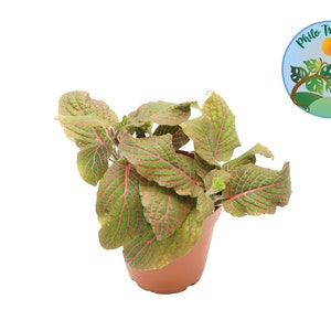 Red Fittonia - 4&#39;&#39; from Philo Tropicals