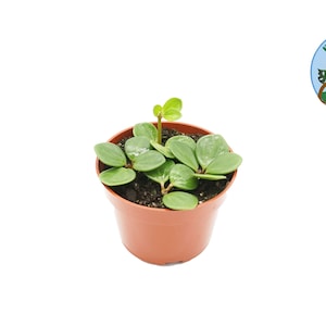 Peperomia Hope - 4&quot; from Philo Tropicals