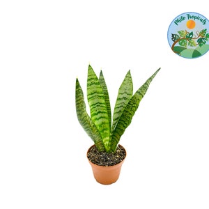 Sansevieria Zeylanica - 4&#39;&#39; from Philo Tropicals
