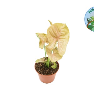 Strawberry Syngonium - 2&#39;&#39; from Philo Tropicals