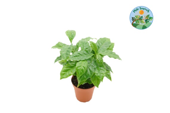 Arabica Coffee Plant - 4'' from Philo Tropicals