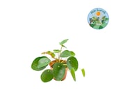 Chinese Money Plant - 4 39 39 from Philo Tropicals