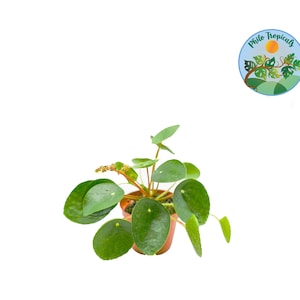 Planta del dinero china - 4'' de Philo Tropicals