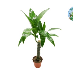 Dragon Tree 'Reflexa' Dark Green - 4'' from Philo Tropicals