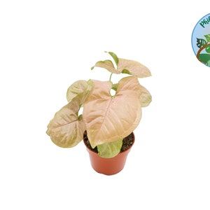 Strawberry Syngonium - 4'' from Philo Tropicals
