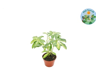 Schefflera Arboricola 'Gold Capella' - 4" from Philo Tropicals