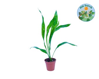 Aspidistra Elatior 'Milky Way' - 4"  from Philo Tropicals