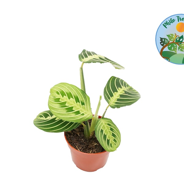 Lemon Lime Maranta - 4'' from Philo Tropicals