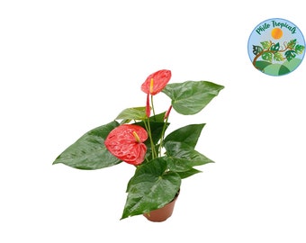 Red Anthurium - 6" - from Philo Tropicals