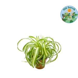 Bonnie Curly - 4&#39;&#39; from Philo Tropicals