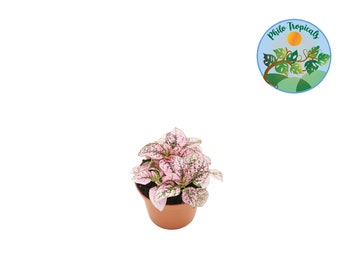 Pink Polka Dot Plant - 3'' - from Philo Tropicals