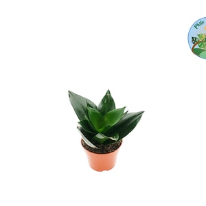 Sansevieria Green Jade - 4&quot; from Philo Tropicals
