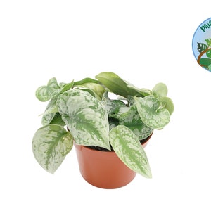 Scindapsus Pictus 'Exotica' - 6" from Philo Tropicals