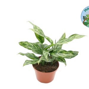 Aglaonema Chinese Evergreen - 6'' from Philo Tropicals