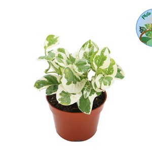 Pothos N Joy -4'' from Philo Tropicals