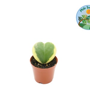 Hoya Kerrii Variegated (Single Leaf) -2&#39;&#39; - from Philo Tropicals