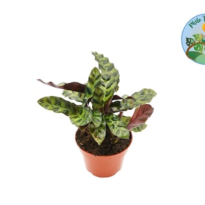 Calathea Lancifolia Rattlesnake -4'' - from Philo Tropicals