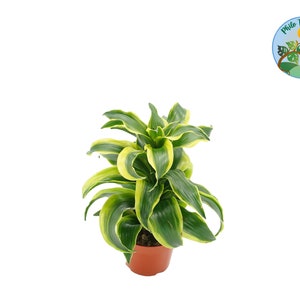Dracaena &#39;Tornado Dragon&#39; - 4&#39;&#39; from Philo Tropicals