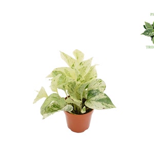 Snow Queen Pothos -4'' from Philo Tropicals