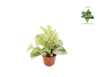 Snow Queen Pothos -4&#39;&#39; from Philo Tropicals