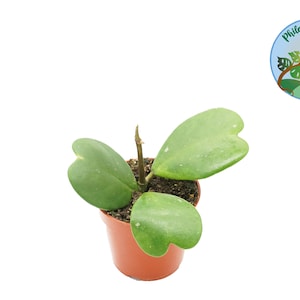 Hoya Kerrii (3+ leaves)  - 4&#39;&#39;  from Philo Tropicals