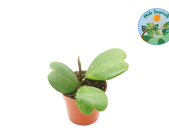 Hoya Kerrii (3+ leaves)  - 4&#39;&#39;  from Philo Tropicals