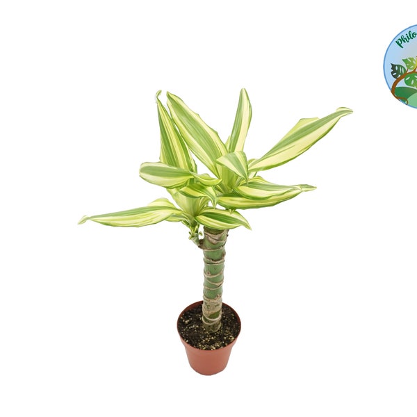 Dracaena Sol Cane - 4'' from Philo Tropicals