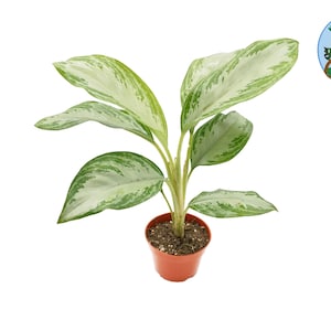 Aglaonema Silver Bay  - 4&#39;&#39;  from Philo Tropicals