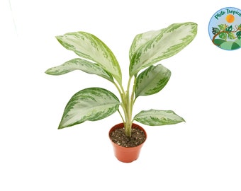 Aglaonema Silver Bay  - 4''  from Philo Tropicals