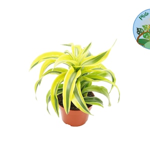 Sorpresa de limón Dracaena - 4'' de Philo Tropicals