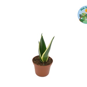 Black Gold Snake Plant - 3&#39;&#39; from Philo Tropicals