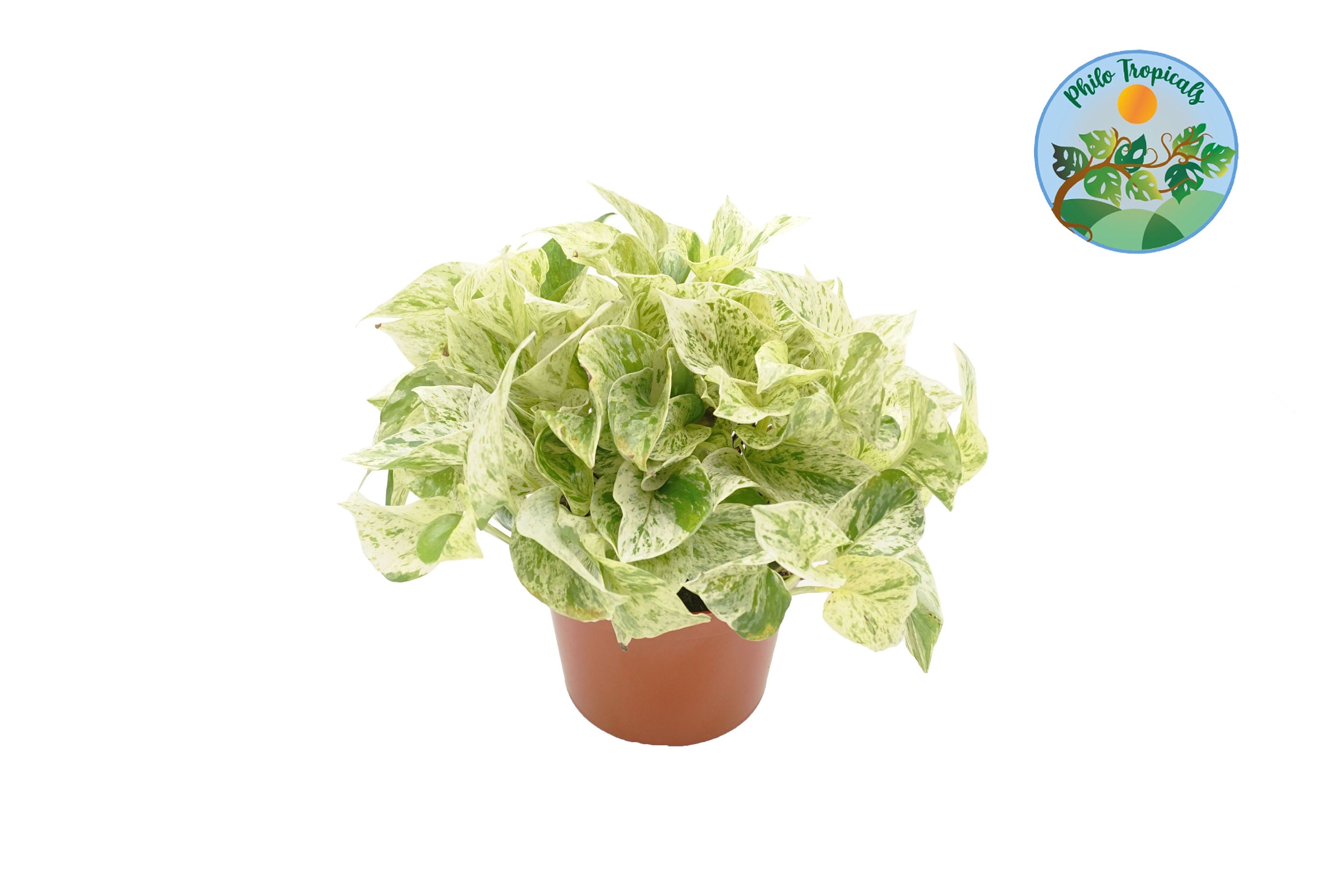 Snow Queen Pothos - 6''  from Philo Tropicals
