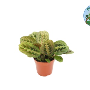 May include: A green and red striped Calathea plant in a brown pot. The plant has large, oval leaves with a prominent pattern.