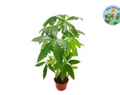 Pachira Aquatica Money Tree - 6 39 39 from Philo Tropicals