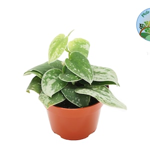 Satin Pothos - 4'' -  from Philo Tropicals