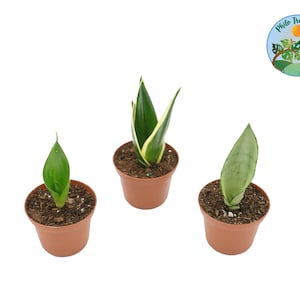 Snake Plant Combo Assorted variety - 3&#39;&#39;  from Philo Tropicals