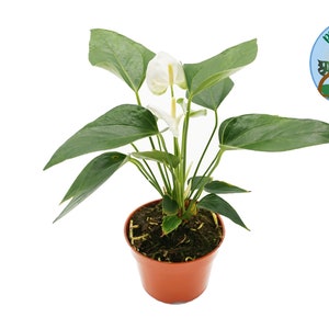 White Anthurium - 4&#39;&#39; from Philo Tropicals