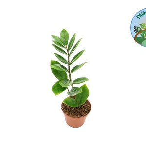 ZZ Plant - 3'' from Philo Tropicals