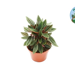 Peperomia Rosso - 4''  from Philo Tropicals