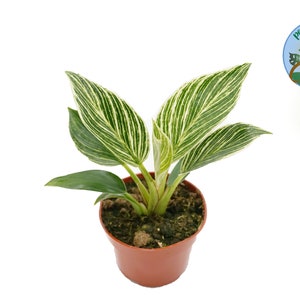 Philodendron Birkin Variegated - 4'' from Philo Tropicals