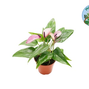 Purple Anthurium -4&#39;&#39;  from Philo Tropicals