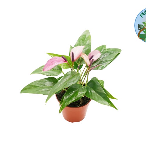 Purple Anthurium 4 From Tropical Ambiance - Etsy