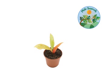 Philodendron Prince of Orange - 3'' - from Philo Tropicals